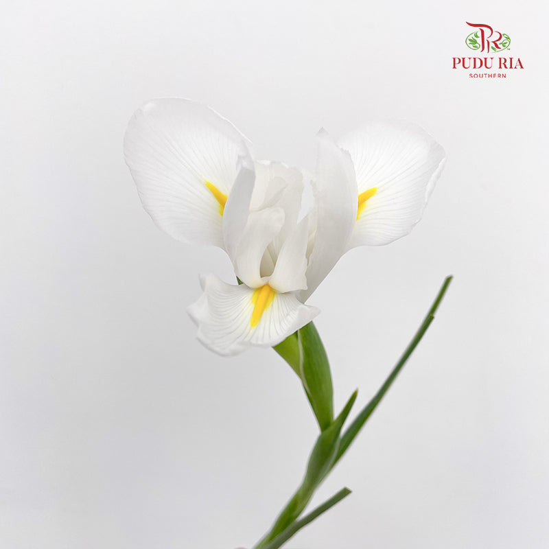 Iris White - (5 Stems)