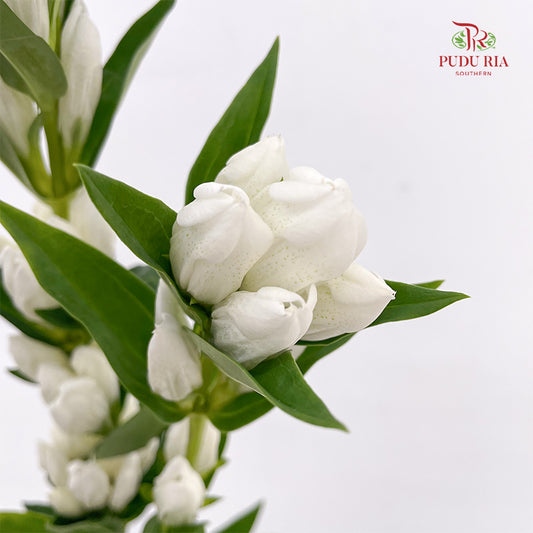 Gentiana White - (5 Stems)