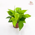 Epipremnum Aureum Neon