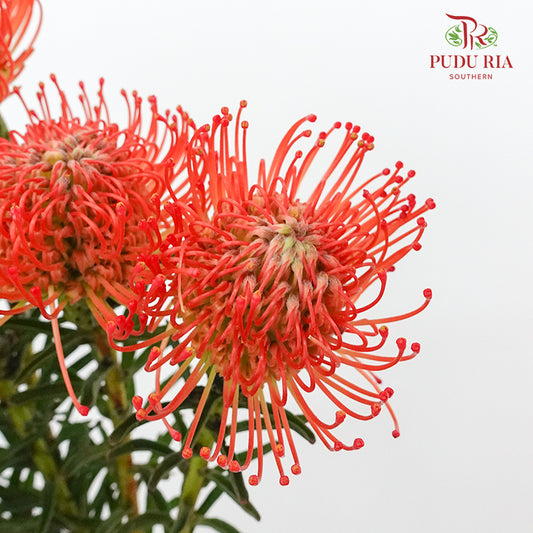 Leucospermum - Red (5 stems) - Pudu Ria Florist Southern