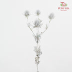 Eryngium Dyed Silver - (5 Stems)