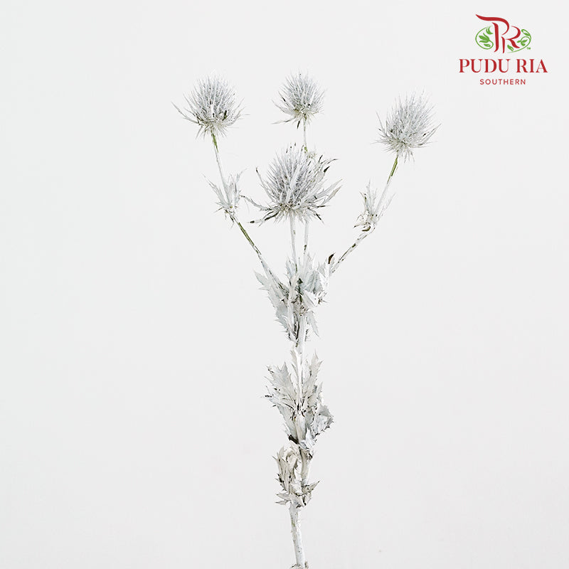 Eryngium Dyed Silver - (5 Stems)