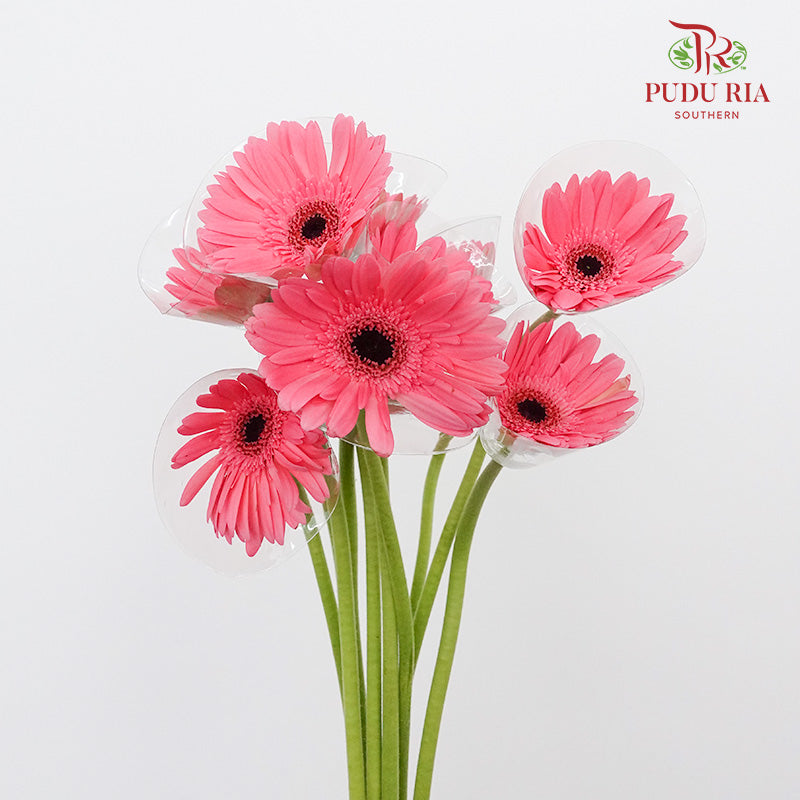Gerbera  Pink (8-10 Stems) - Pudu Ria Florist Southern