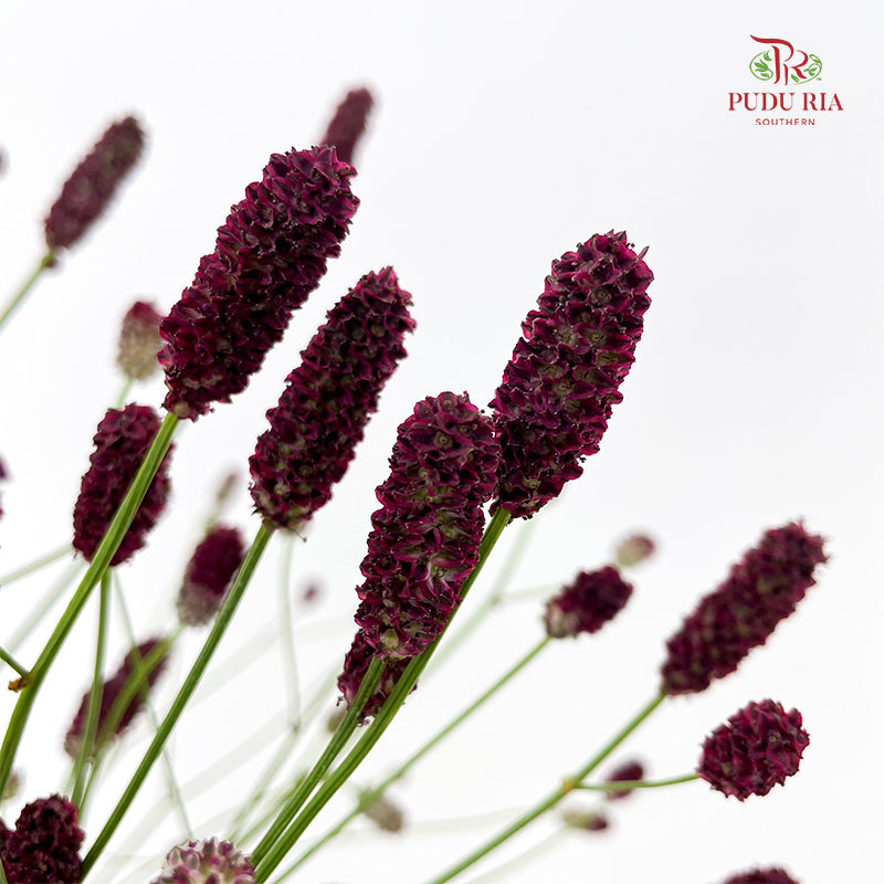 Sanguisorba 地榆 - (10 Stems)