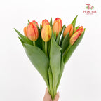 Tulip Orange 郁金香 - (8-10 Stems)