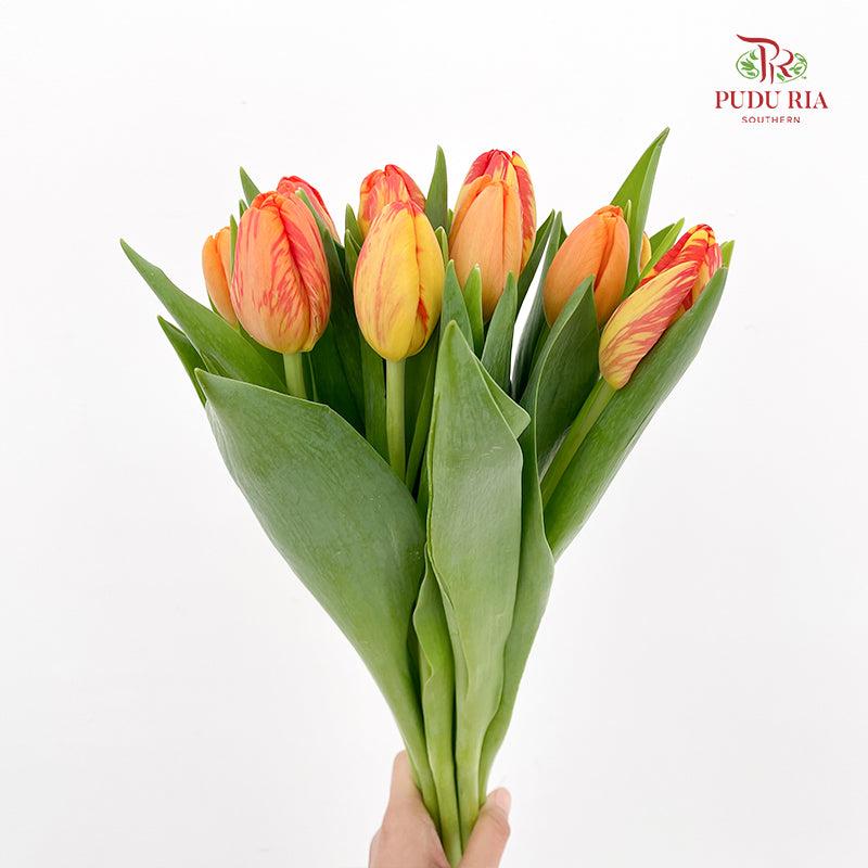 Tulip Orange 郁金香 - (8-10 Stems)