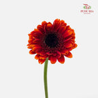 Gerbera Mini Red/Orange 非洲菊 - (8-10 Stems)