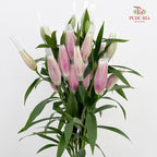 Rose Lily Pink 玫瑰百合 - (5 Stems)