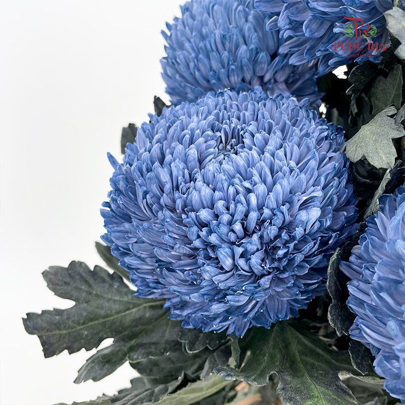 Peony Chrysanthemum Dyed Slate Blue - (5 Stems)