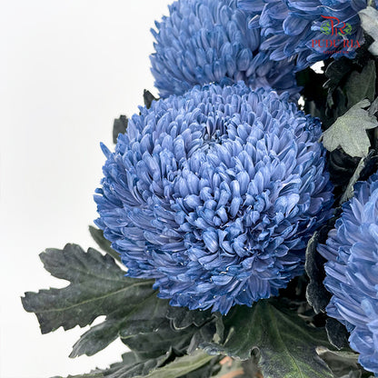 Peony Chrysanthemum Dyed Slate Blue - (5 Stems)