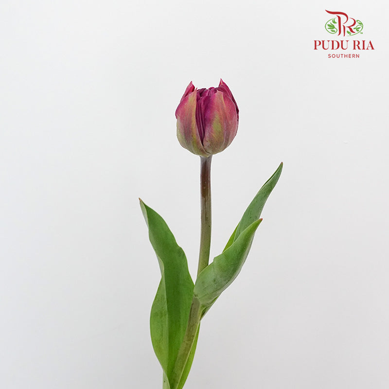 Tulip Purple Double petal (8-9 Stems) - Pudu Ria Florist Southern