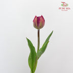Tulip Purple Double petal (8-9 Stems) - Pudu Ria Florist Southern