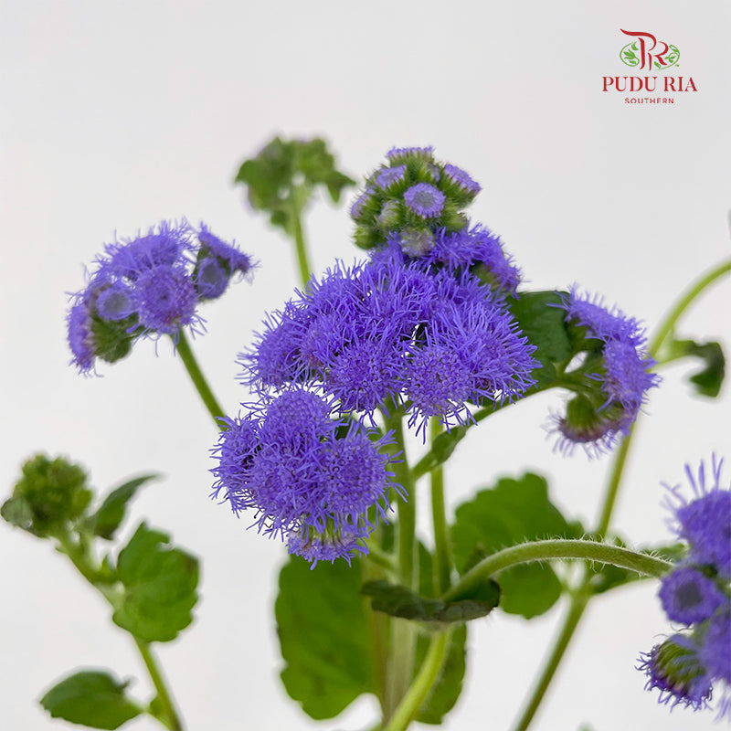 Ageratum purple - (Per Bundle)