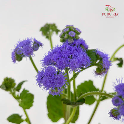 Ageratum purple - (Per Bundle)