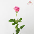 Rose Magenta (19-20 Stems) - Pudu Ria Florist Southern