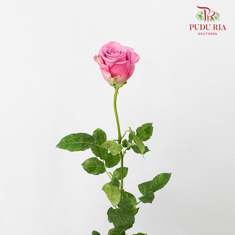 Rose Magenta (19-20 Stems) - Pudu Ria Florist Southern