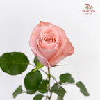 Rose Pomarosa - (8-10 Stems)