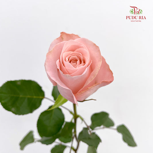 Rose Pomarosa - (8-10 Stems)