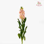 Matthiola Champagne - (10 Stems)