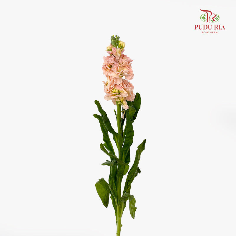 Matthiola Champagne - (10 Stems)
