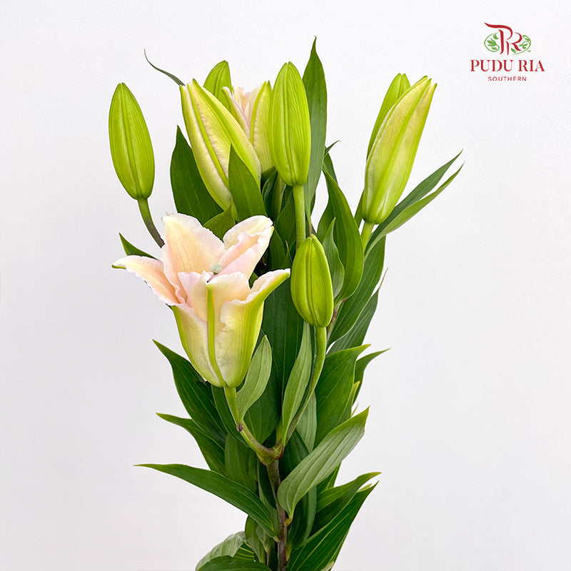Lily Soft Pink - (5 Stems)
