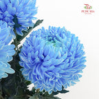 Peony Chrysanthemum Dyed Blue 牡丹菊 - (5 Stems)