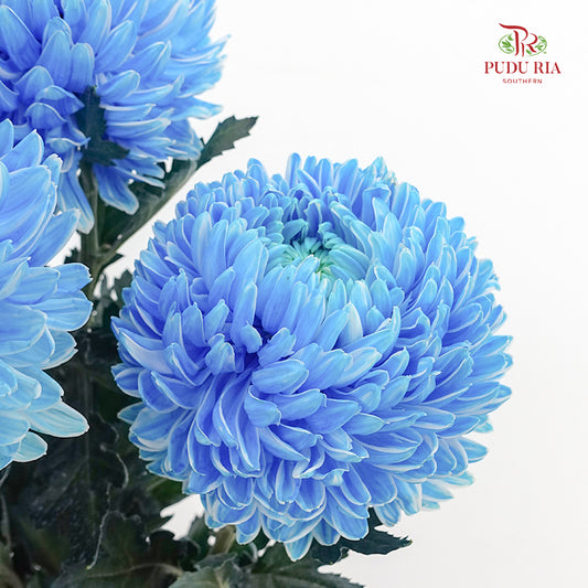 Peony Chrysanthemum Dyed Light Blue - (5 Stems)
