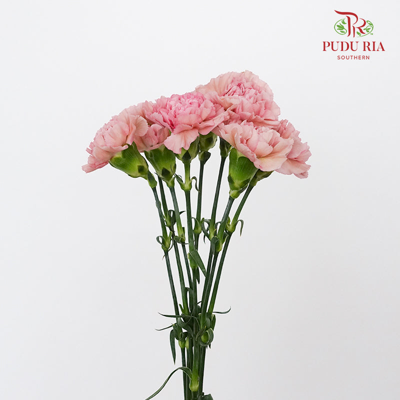 Carnation Purple (8-10 Stems) - Pudu Ria Florist Southern