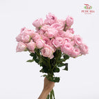 Rose Spray Princess Fairy Kiss Pink - (10-12 Stems)