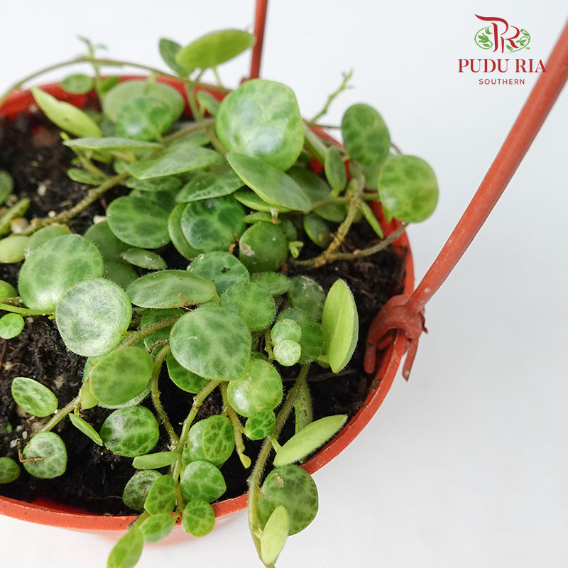 Peperomia Prostrata - Pudu Ria Florist Southern