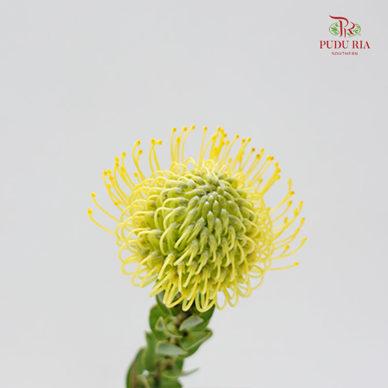 Leucospermum Yellow - (5 Stems)