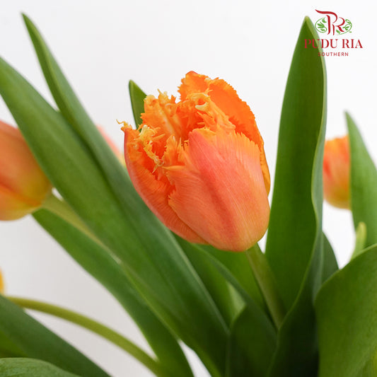 Tulip Orange/Yellow - (8-10 Stems)