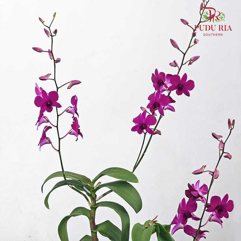 Dendrobium Orchid Pot - Purple