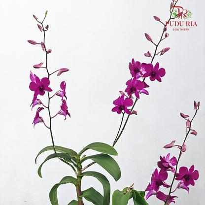 Dendrobium Orchid Pot - Purple