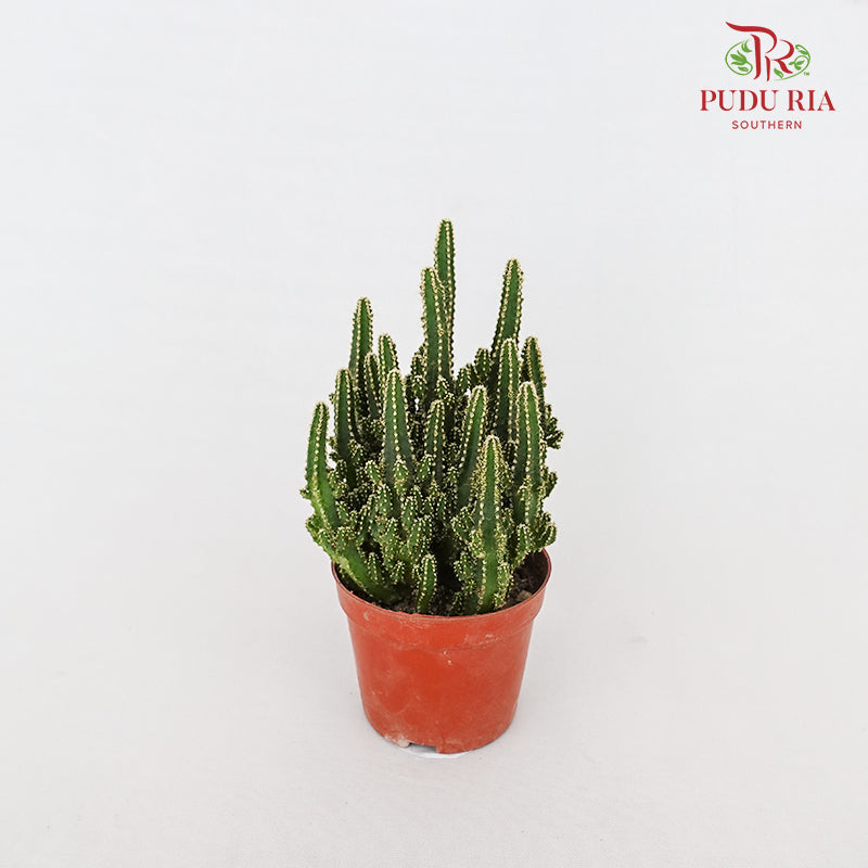 Triangle Cactus (Fairy Castle)