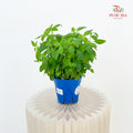 Peppermint P140