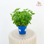 Peppermint P140