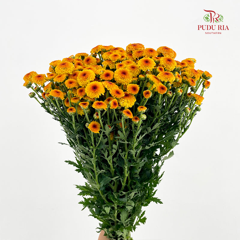 Chrysanthemum Santini / Calimero Mini Button Orange