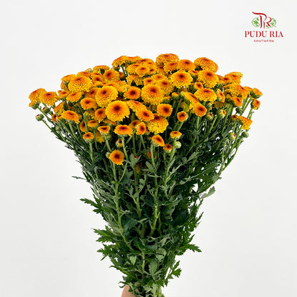 Chrysanthemum Santini / Calimero Mini Button Orange