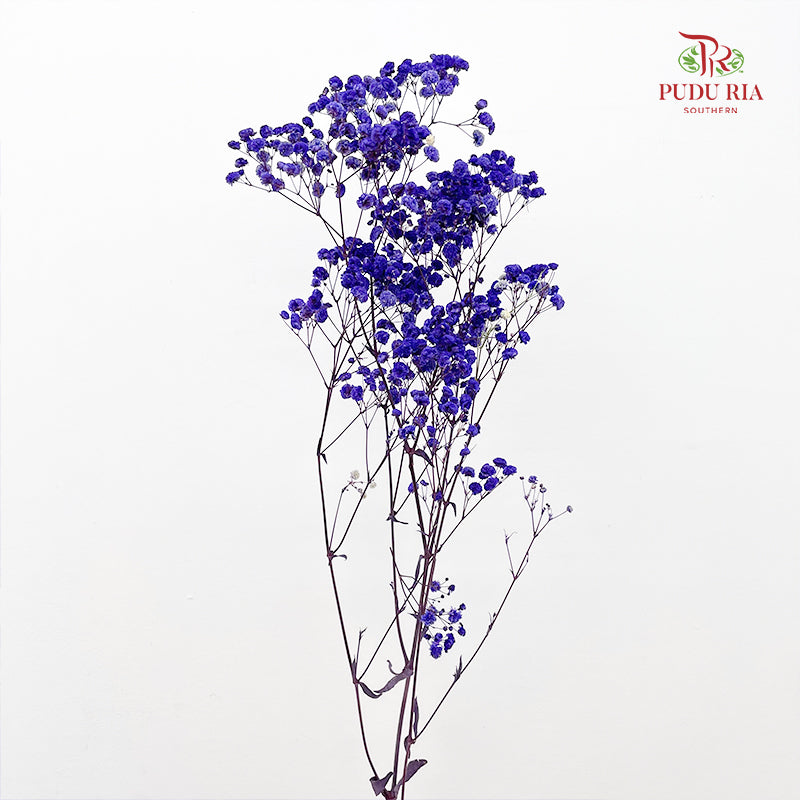 Preservative Baby Breath - Navy Blue