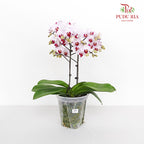 Phalaenopsis Orchid Purple White Premium Double Stem