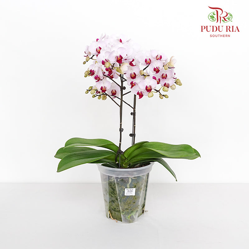 Phalaenopsis Orchid Purple White Premium Double Stem