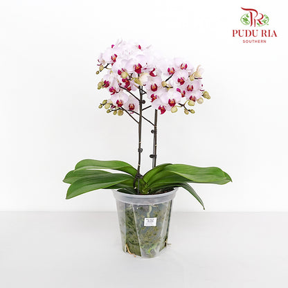 Phalaenopsis Orchid Purple White Premium Double Stem