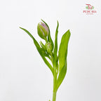 Tulip Double Petal Purple 重瓣郁金香- (8-10 Stems)