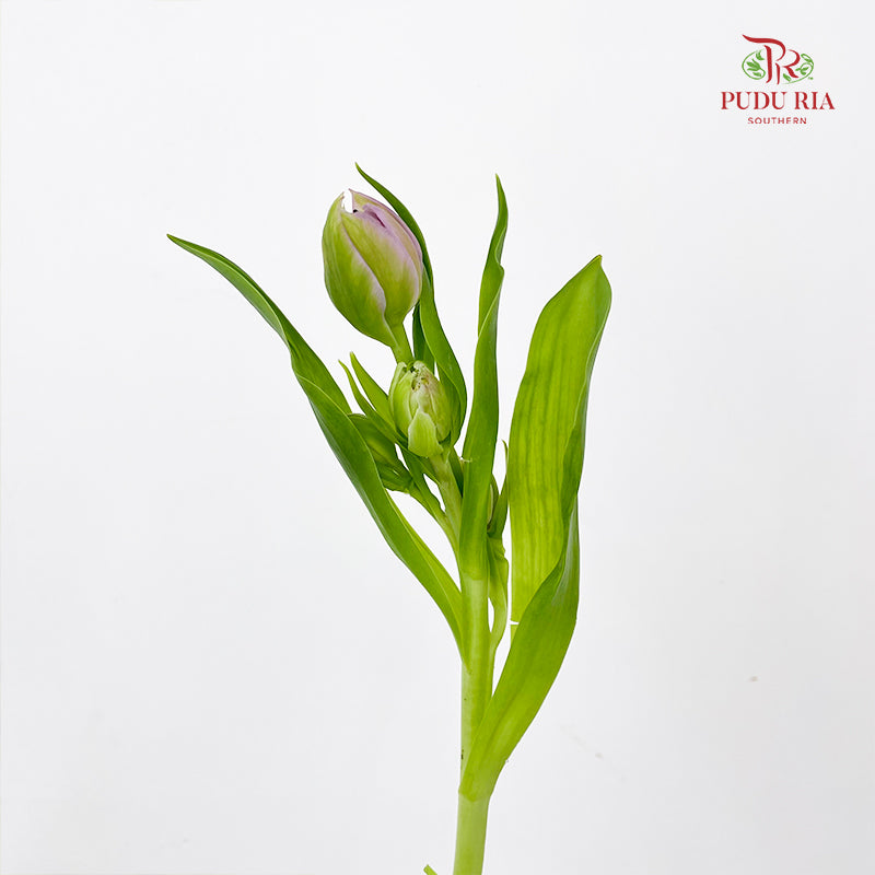 Tulip Double Petal Purple 重瓣郁金香- (8-10 Stems)