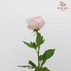 Rose Little Pink Rabbit (8-10 Stems) - Pudu Ria Florist Southern