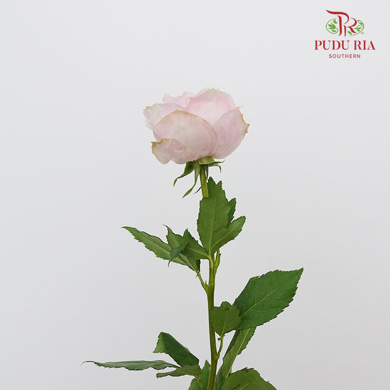 Rose Little Pink Rabbit (8-10 Stems) - Pudu Ria Florist Southern