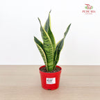 Sansevieria Golden Hanni