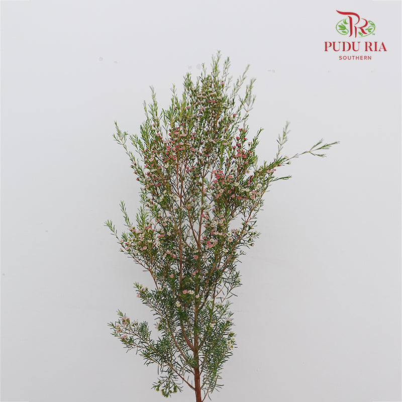 Wax Flower Pink 蜡花 - (Per Bundle)