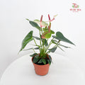 Anthurium Mix - Green / Pink